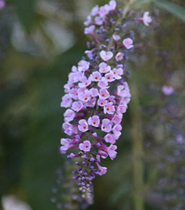 gum overgrowth